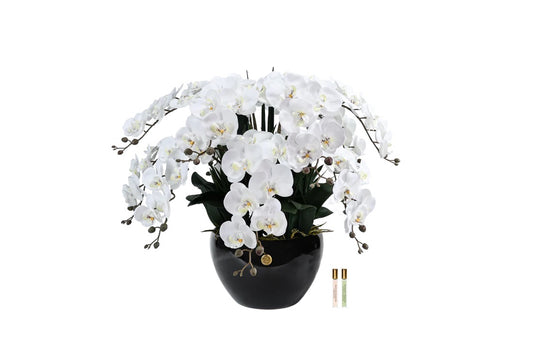 Large vase of white orchids